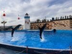 Parc des Dauphins Agadir