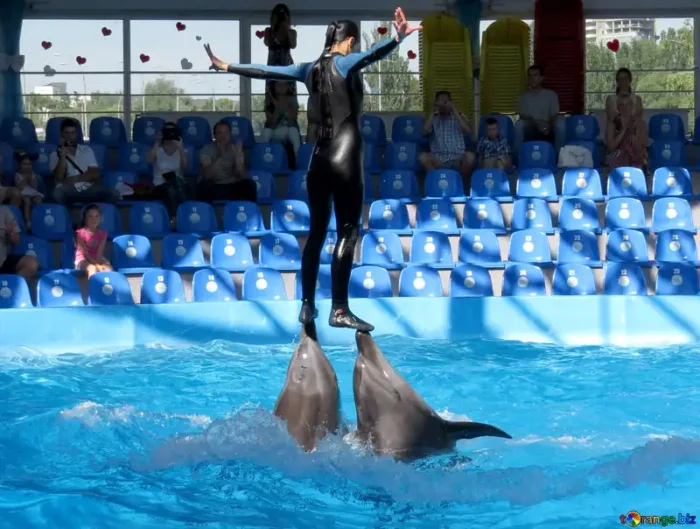 Parc des Dauphins Agadir