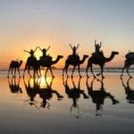 Balade en dromadaire Agadir