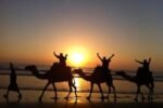 Balade en dromadaire Agadir