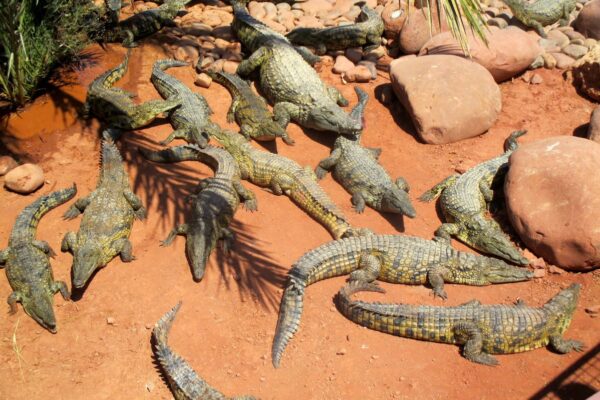 Parc de Crocodiles et Jardins Botaniques